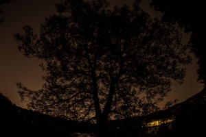 Tree at night