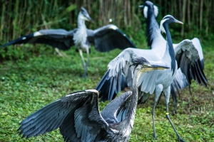 Zoo Zurich