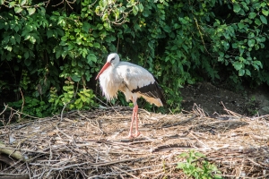 Zoo Zurich