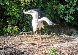 Zoo Zurich