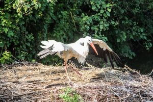 Zoo Zurich