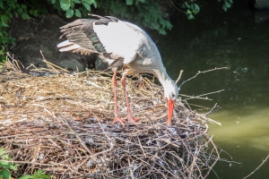 Zoo Zurich