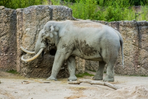 Zoo Zurich