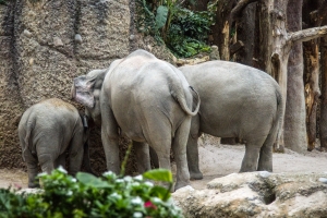 Zoo Zurich