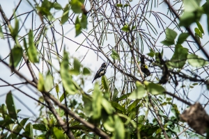 White-spotted bird