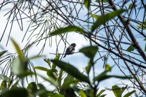 White-spotted bird