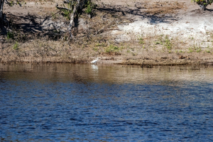 Great white Egret, Chobe, Botswana