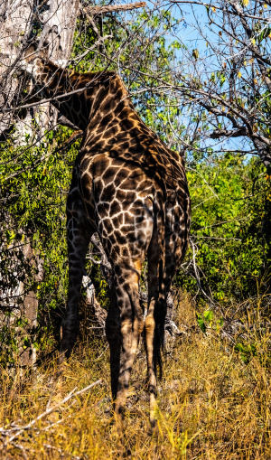 Giraffe, Chobe, Botswana
