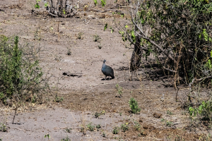 Guinea Fowl, Chobe, Botswana
