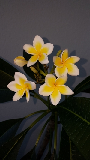 Franjipani