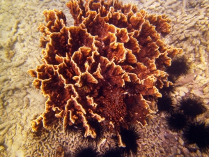 Corals