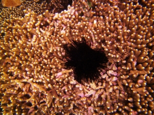 Corals and sea urchin