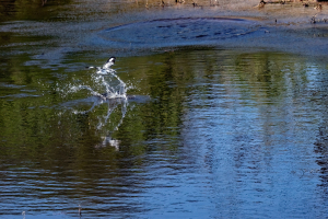 Pied Kingfisher, Chobe, Botswana