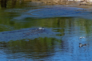 Pied Kingfisher, Chobe, Botswana