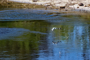 Pied Kingfisher, Chobe, Botswana