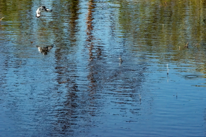 Pied Kingfisher, Chobe, Botswana