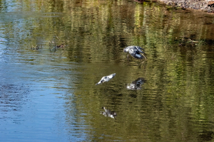 Pied Kingfisher, Chobe, Botswana