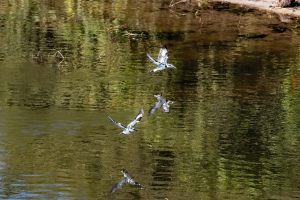 Pied Kingfisher, Chobe, Botswana