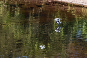 Pied kingfisher, Chobe, Botswana
