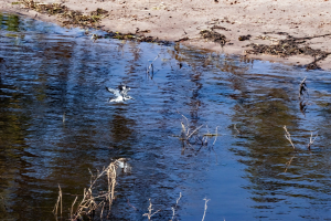 Pied Kingfisher, Chobe, Botswana