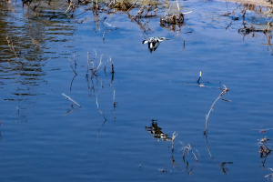 Pied Kingfisher, Chobe, Botswana