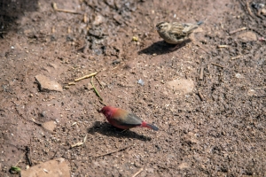 Red Billed Firefinch - male