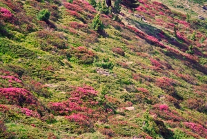 Mountain flora