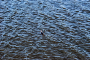 Wire tailed Swallow, Chobe, Botswana