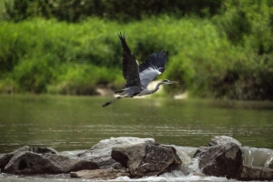 Aare Reiher