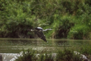 Aare Reiher