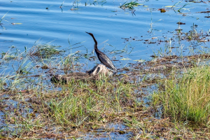 African darter snakebird, Chobe, Botswana