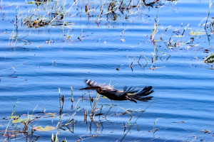 African darter snakebird, Chobe, Botswana