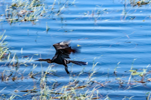 African darter snakebird, Chobe, Botswana