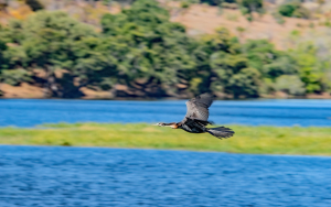 African darter snakebird, Chobe, Botswana