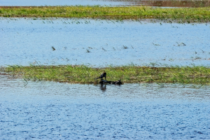 African darter snakebird, Chobe, Botswana