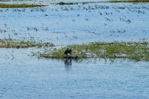 African darter snakebird, Chobe, Botswana