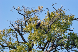 African fish eagle, Chobe, Botswana
