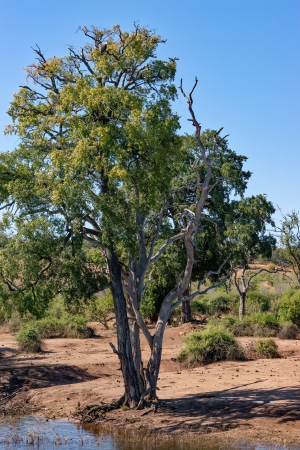 African fish eagle, Chobe, Botswana