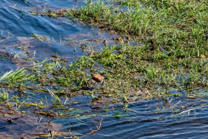 African Jacana, Chobe, Botswana