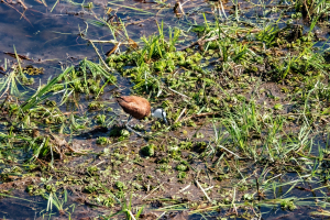 African Jacana, Chobe, Botswana