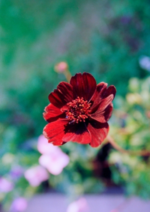 Chocolate flower