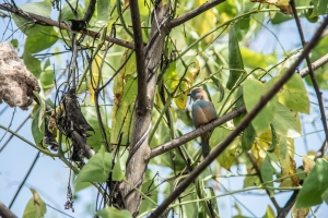 Cordon Blue Red Cheeked - female