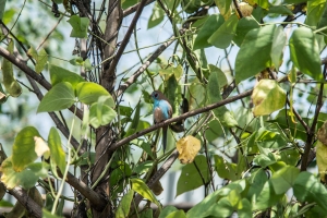 Cordon Blue Red Cheeked - male