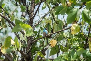 Cordon Blue Red Cheeked - male