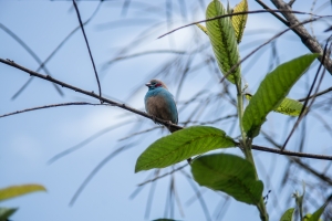 Cordon Blue Red Cheeked - male