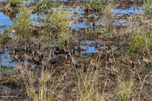 Egyptian geese, Chobe, Botswana