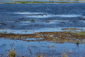 Egyptian geese, Chobe, Botswana