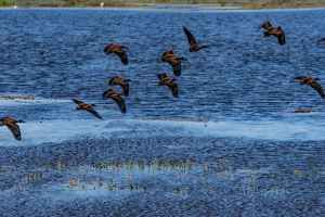 Egyptian geese, Chobe, Botswana