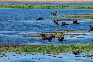Egyptian geese, Chobe, Botswana