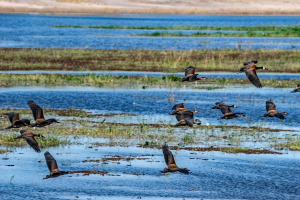 Egyptian geese, Chobe, Botswana